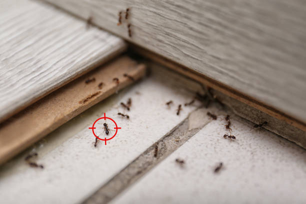 Best Insect Control  in Mcgregor, TX