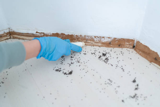 Best Termite Control Services  in Mcgregor, TX